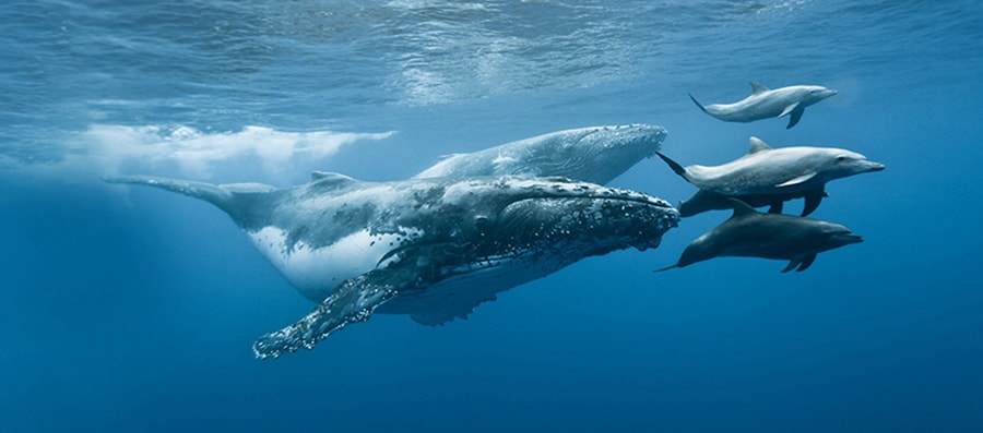 Mobydick La Reunion Whales