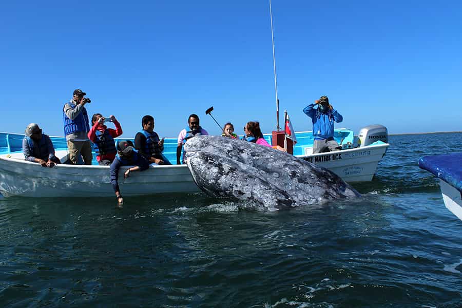 Mobydick Mexico Whales